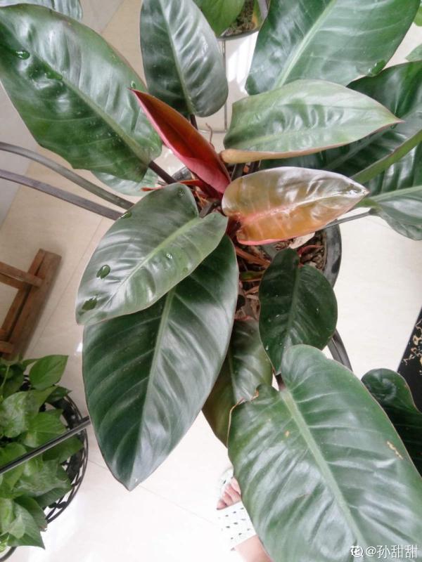 廚房裡養盆花,淨化空氣效果好,還能趕蟲子 廚房裡養盆花,淨化空氣效果好,還能趕蟲子