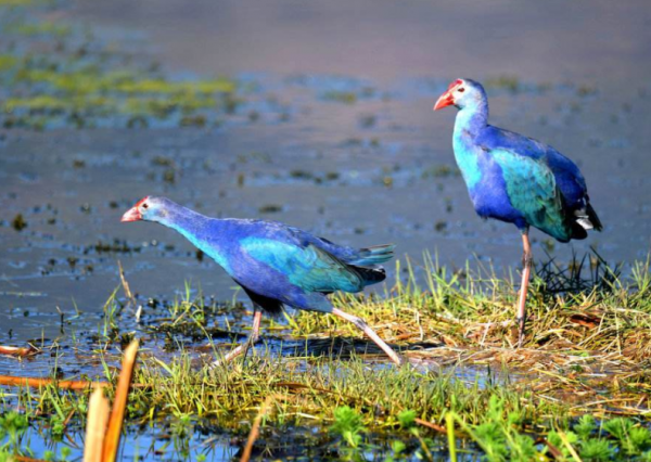 兩種消失在人類&OpenCurlyDoubleQuote;獵槍&rdquo;下的鳥類，新不列顛紫水雞與兼嘴垂耳鴉