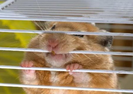 分享奇葩事，倉鼠喜歡天天咬籠子，你知道是什麼原因嗎？