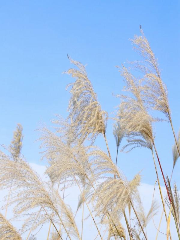 冬日裡的貴州綠博園美翻啦！今天我請客，請賞金輝遍灑、萬頃波光