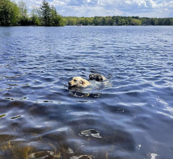 金毛出門下河游泳，幾分鐘後背上黏著啥，看清後：搭便車呢？