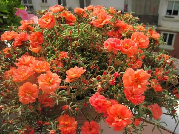 “懶人”就養這10種花,一個月不澆水也死不了,盆土越幹越易開花 “懶人”就養這10種花,一個月不澆水也死不了,盆土越幹越易開花