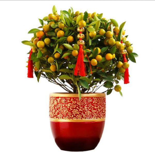 什麼花招財又旺宅好養