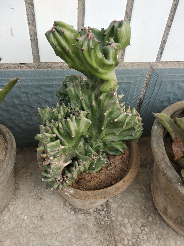 院子牆邊種花有講究，種些“有脾氣”的植物，還能“看家護宅”