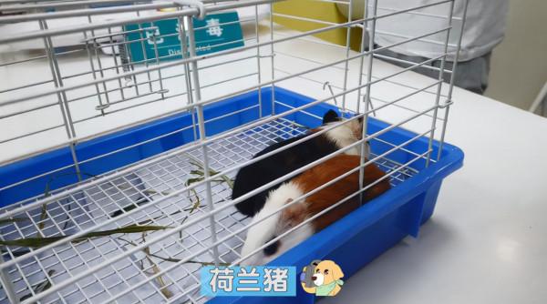 2位大叔拎著籠子來醫院,裡面裝著荷蘭豬:反差感也太大了吧? 2位大叔拎著籠子來醫院,裡面裝著荷蘭豬:反差感也太大了吧?