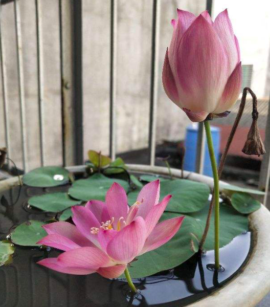 4種花名字“不吉利”，我卻偏偏愛養，就怪開花太美麗