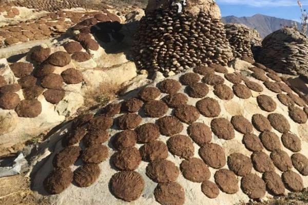 印度牛糞餅一盒賣到205元,經常賣到脫銷,究竟有什麼用處? 印度牛糞餅一盒賣到205元,經常賣到脫銷,究竟有什麼用處?