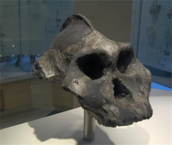 1997年，中科院對“猴娃”進行屍檢，研究者：它是小腦症患者