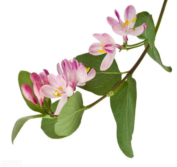 阿奇黴素+雙黃連口服液？不能這樣用。中成藥聯合用藥禁忌要知道