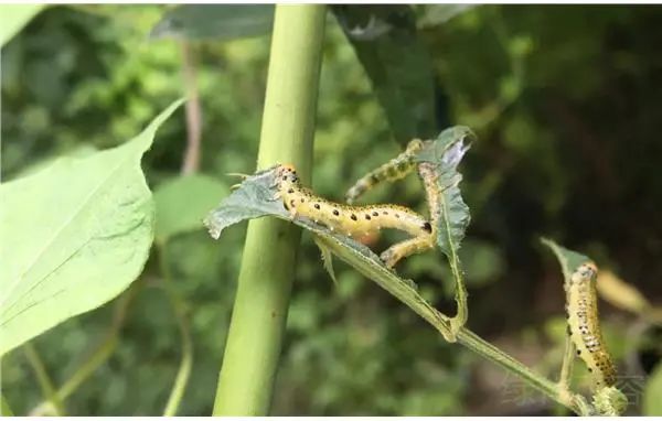 【探索】這些生活在環城綠帶中的昆蟲,你認識嗎? 【探索】這些生活在環城綠帶中的昆蟲,你認識嗎?
