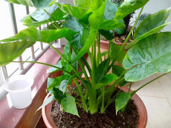 越美的花越有毒，生活誠不欺我！快來認識七種大毒花，避免受傷害