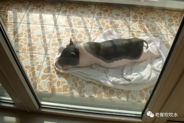 我養過一頭豬……300斤那種