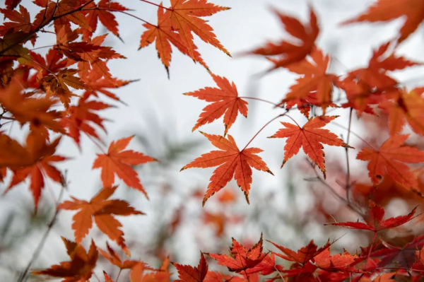 美好的10首秋天詩詞,陌上清秋處,歲月宜靜美 美好的10首秋天詩詞,陌上清秋處,歲月宜靜美