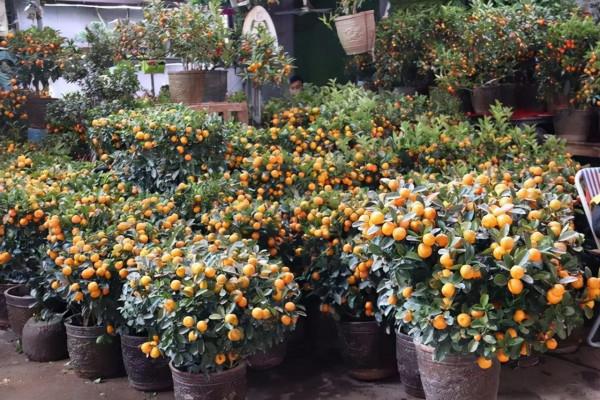 才發現這3種花怕冷,溫度低時扣個帽子,那叫一個美,給大家瞧瞧 才發現這3種花怕冷,溫度低時扣個帽子,那叫一個美,給大家瞧瞧