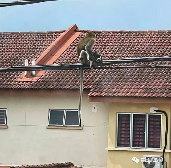 小奶狗被野猴&quot;綁架&quot;，在樹上餓了整整3天終於得救