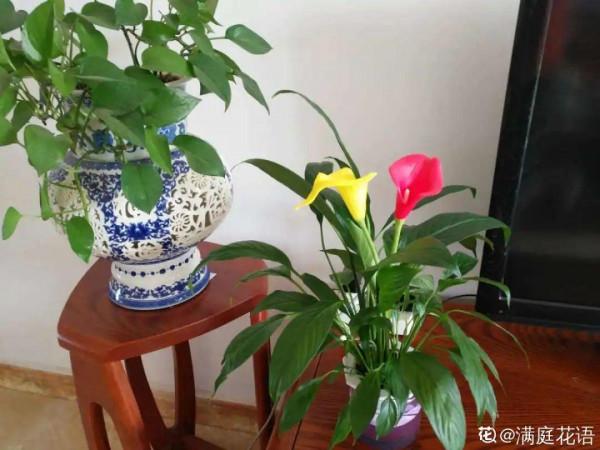 臘月買花，8種花白送都別要，養不活，還惹一肚子氣