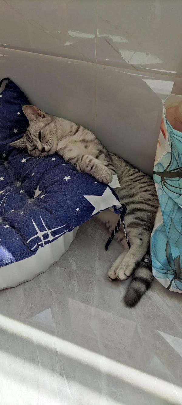 我家二毛美眉的日常（睡覺篇）