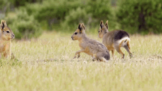 秋天到了,這些“夏眠”的動物醒了嗎? 秋天到了,這些“夏眠”的動物醒了嗎?