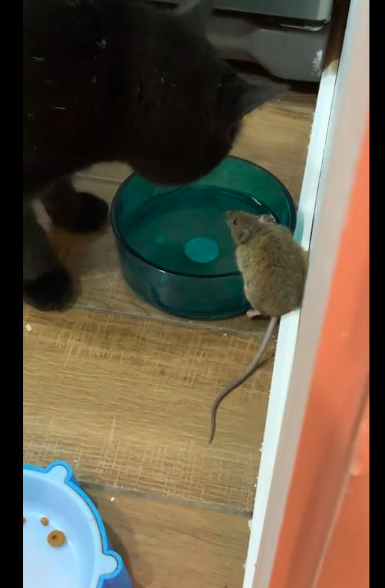 貓和老鼠成為好朋友,不僅為它在廚房找食物吃,人來了還幫它逃脫 貓和老鼠成為好朋友,不僅為它在廚房找食物吃,人來了還幫它逃脫