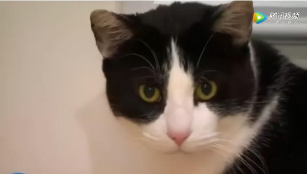 一隻貓擊退3只野狼,只為保護主人 一隻貓擊退3只野狼,只為保護主人