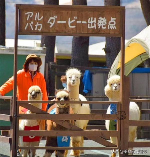 你見過羊駝賽跑嗎?其實讓它們跑起來是有訣竅的 你見過羊駝賽跑嗎?其實讓它們跑起來是有訣竅的