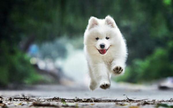 “六大”最受歡迎的狗狗排行榜,你家萌寵上榜了嗎? “六大”最受歡迎的狗狗排行榜,你家萌寵上榜了嗎?