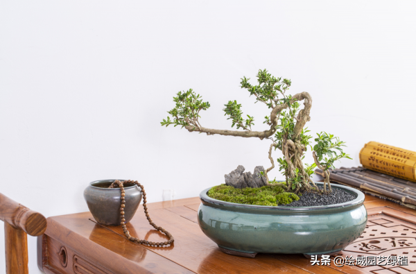 別養那些爆款網紅綠植了，養這5種更彰顯你的文化底蘊與品位