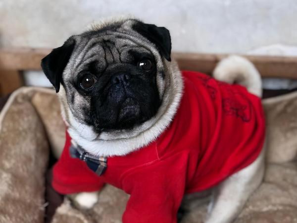 為什麼養巴哥犬的人那麼多？原來有這麼多優點，怪不得招人喜歡