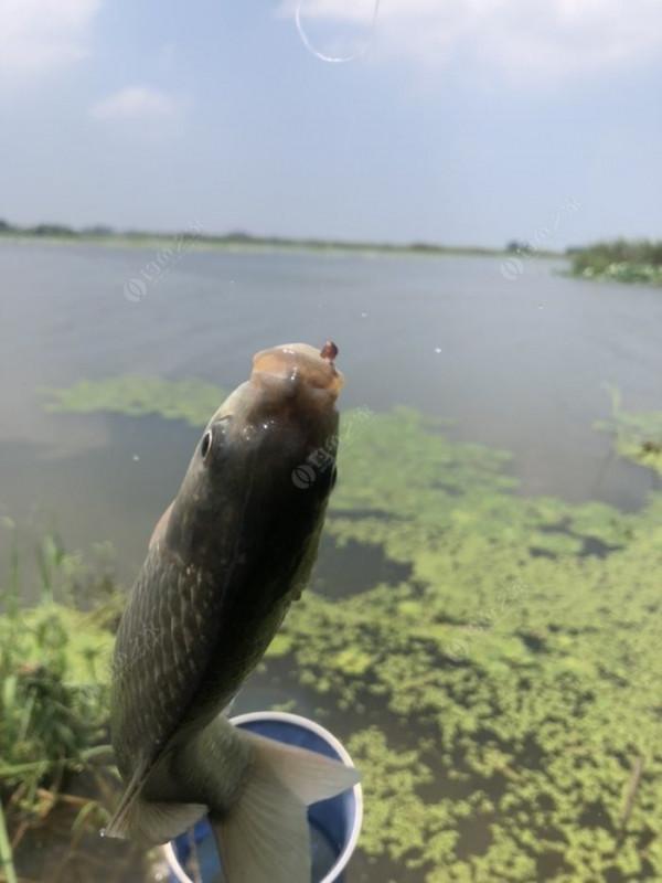 2021垂釣日誌之48，白馬湖高溫揮汗提鯽忙