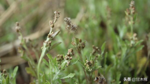 收割稻穀後的水田裡長著很多野菜,這15種田間雜草可以當菜食用哦 收割稻穀後的水田裡長著很多野菜,這15種田間雜草可以當菜食用哦