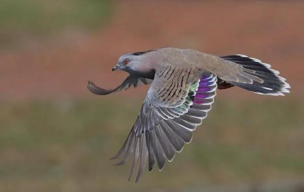 ￼如果要評選世界上誰飛得最漂亮？估計除了這些七彩鳥兒，