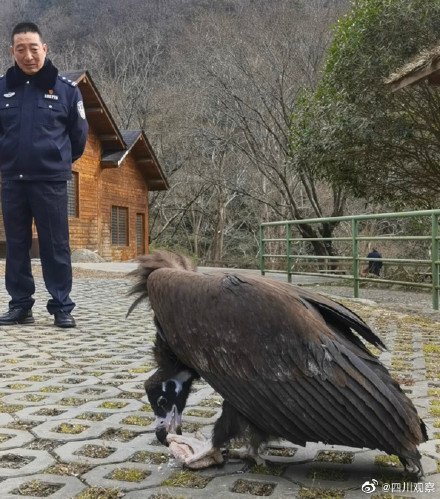 四川一受傷禿鷲獲救後賴著不走 網友：想混編制？