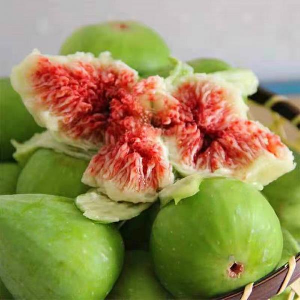 “無花果”也有花,食用部分就是花,3步養護吃到“美味花” “無花果”也有花,食用部分就是花,3步養護吃到“美味花”