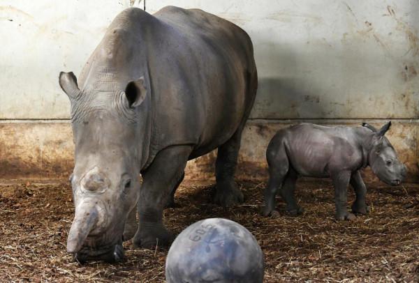 荷蘭動物園新生白犀牛亮相 萌萌噠超可愛 荷蘭動物園新生白犀牛亮相 萌萌噠超可愛