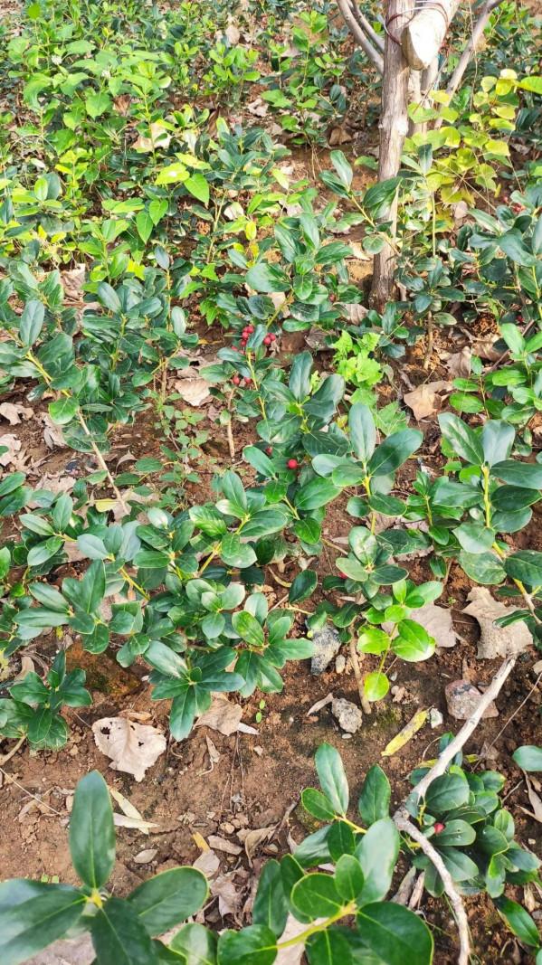 童年的烙印將跟隨人一生 童年的烙印將跟隨人一生