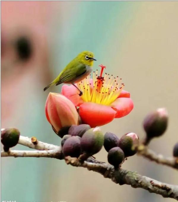 分享圖片&mdash;&mdash;山清水秀 鳥語花香