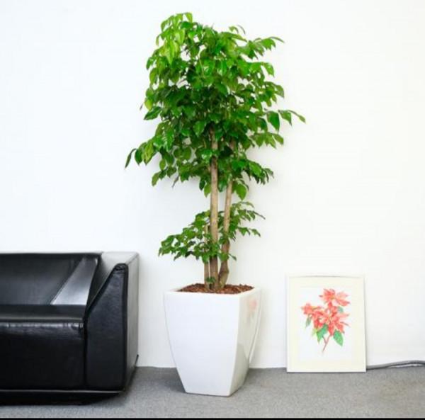 什麼花招財又旺宅好養