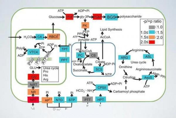 五個跑步原則，讓你比別人減脂效率更高