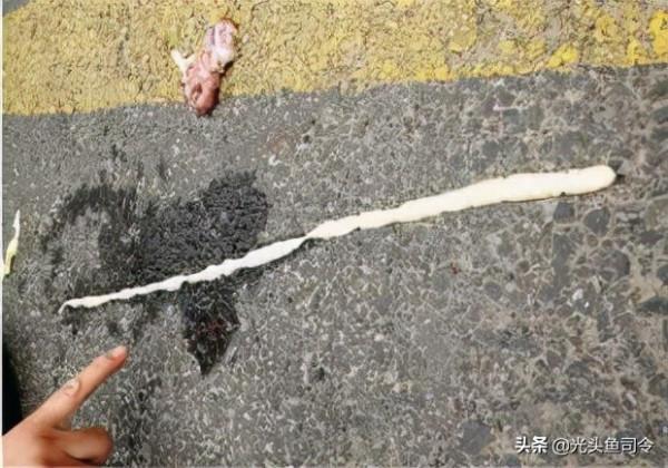 魚類身上常見的6種寄生蟲，5種容易發現，不要吃了後才知道