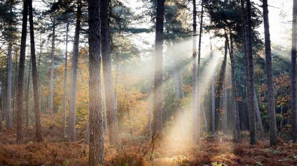 荷蘭佈雷達秋景美如畫 遠足者林中漫步