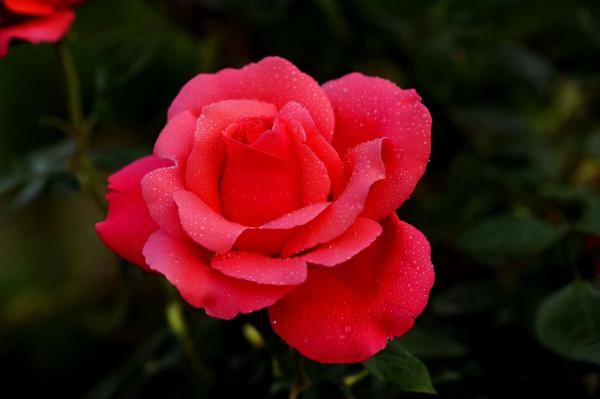 陽臺上養這“8種”花,一年四季花開不斷,天天聞花香 陽臺上養這“8種”花,一年四季花開不斷,天天聞花香