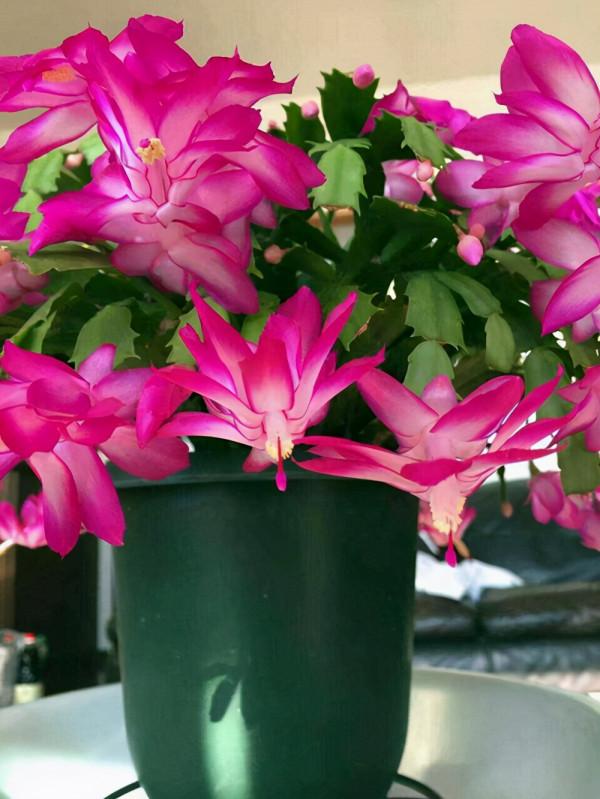 蟹爪蘭軟趴趴，葉子蔫不開花，避開3個&OpenCurlyDoubleQuote;痛點&rdquo;，過年開成花大樹