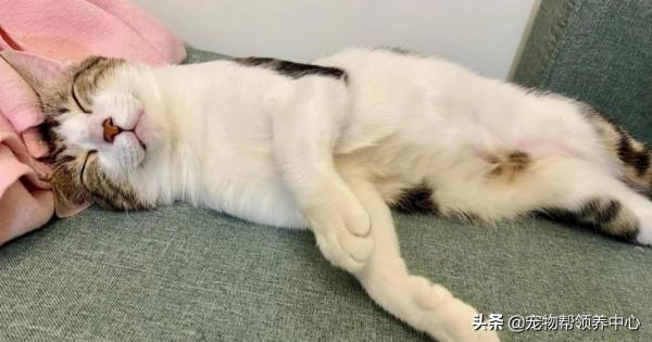 貓咪遭虐,眾人氣憤,但結局大快人心,施暴者受到了應有的懲罰 貓咪遭虐,眾人氣憤,但結局大快人心,施暴者受到了應有的懲罰