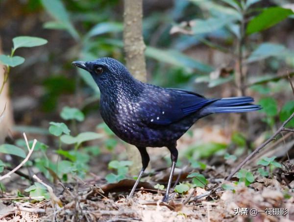 校園候鳥季之——樹木園裡的紫嘯鶇 校園候鳥季之——樹木園裡的紫嘯鶇