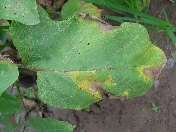 52種病蟲害防治,農藥混用秘方(建議收藏) 52種病蟲害防治,農藥混用秘方(建議收藏)