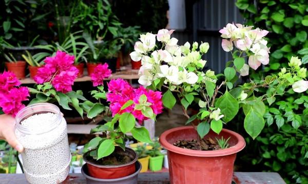 三角梅秋季不開花，按照“2多1控”來養，讓它花苞開滿枝頭