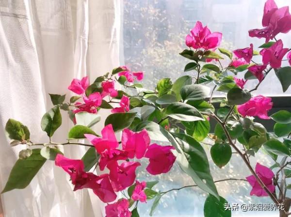 三角梅謝了，小木槿開了