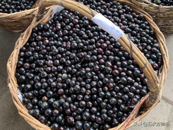 10種東北小“野”果，是不是你的童年回憶？