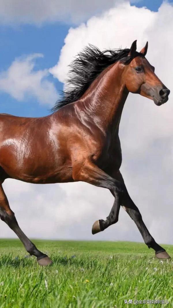 分享——駿馬
