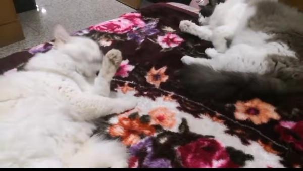 兩個貓星人的柔情蜜意